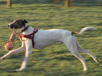 20090106 Henry the dog